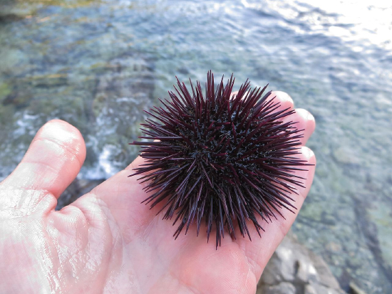  Paracentrotus lividus (Purple Sea Urchin)